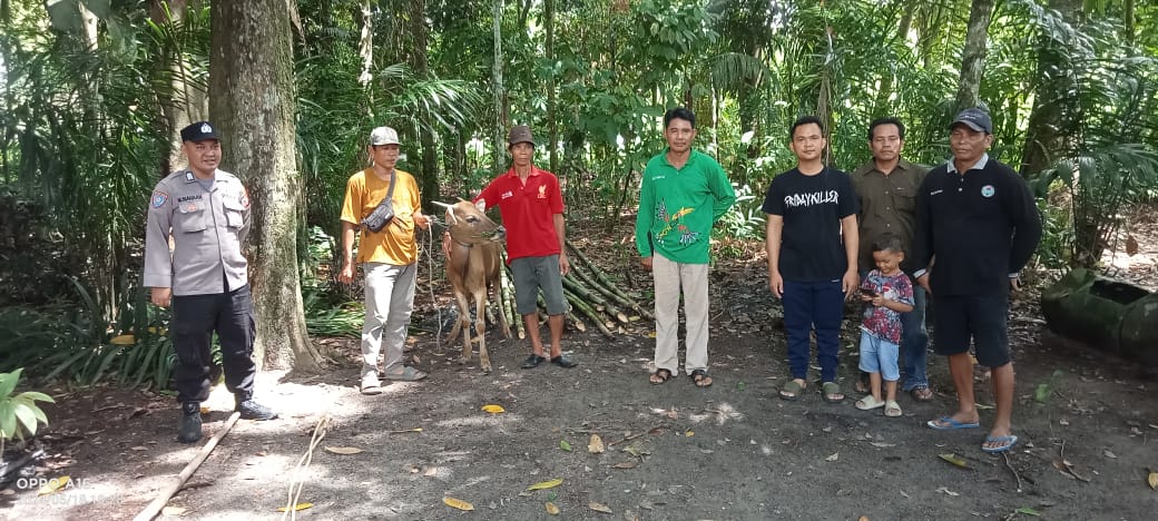 Secara Bergulir, Desa Timpah Serahkan Ternak Sapi Program Ketahanan Pangan