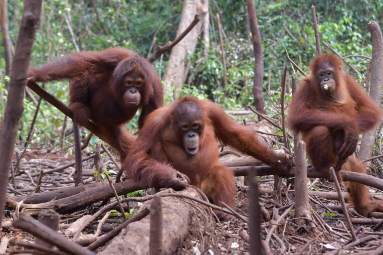 Orangutans in Forest School 1