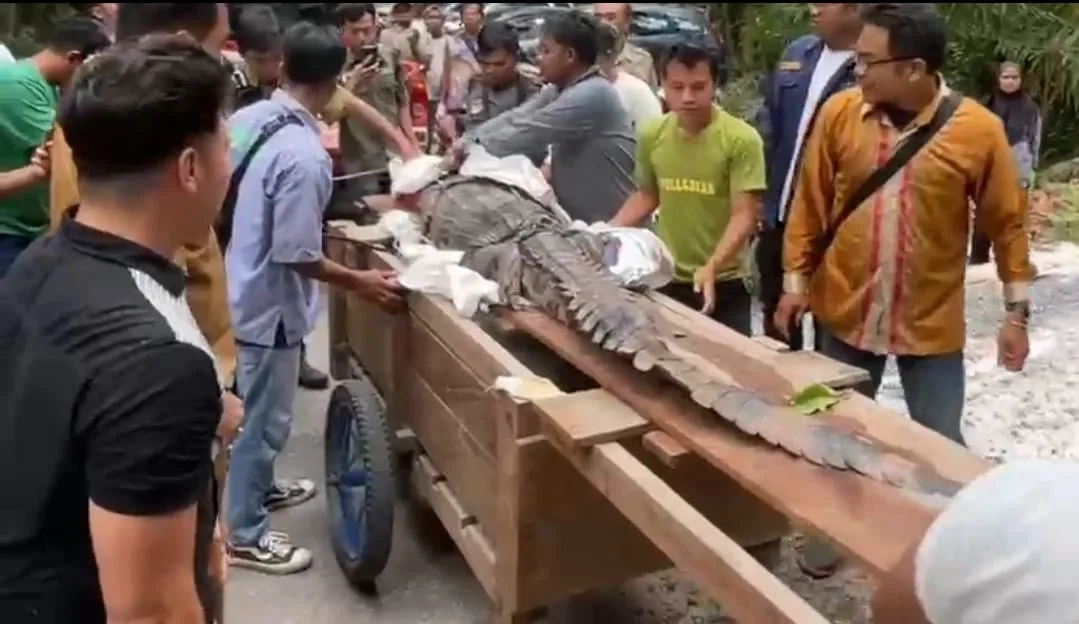 Untuk Rehabilitasi dan Edukasi Lingkungan, Buaya “KUBU” di Hibahkan ke BKSDA