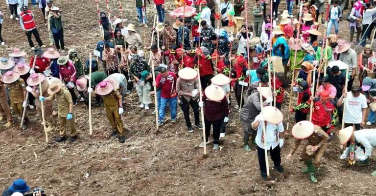 Pj Bupati Mura Lakukan Penanaman Padi Gogo Bersama Direktur Perlindungan Perkebunan