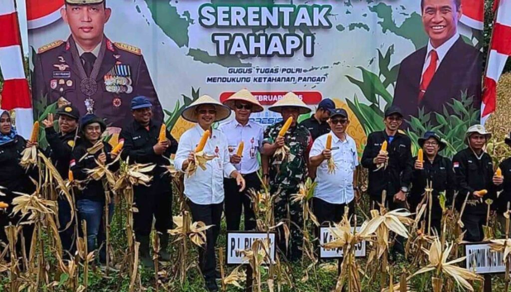 Plt Kepala Distan Barut Hadiri Panen Jagung Serentak Tahap I