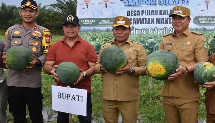 Wakil Ketua I DPRD Kapuas Hadiri Panen Raya Semangka Perdana di Desa Pulau Keladan