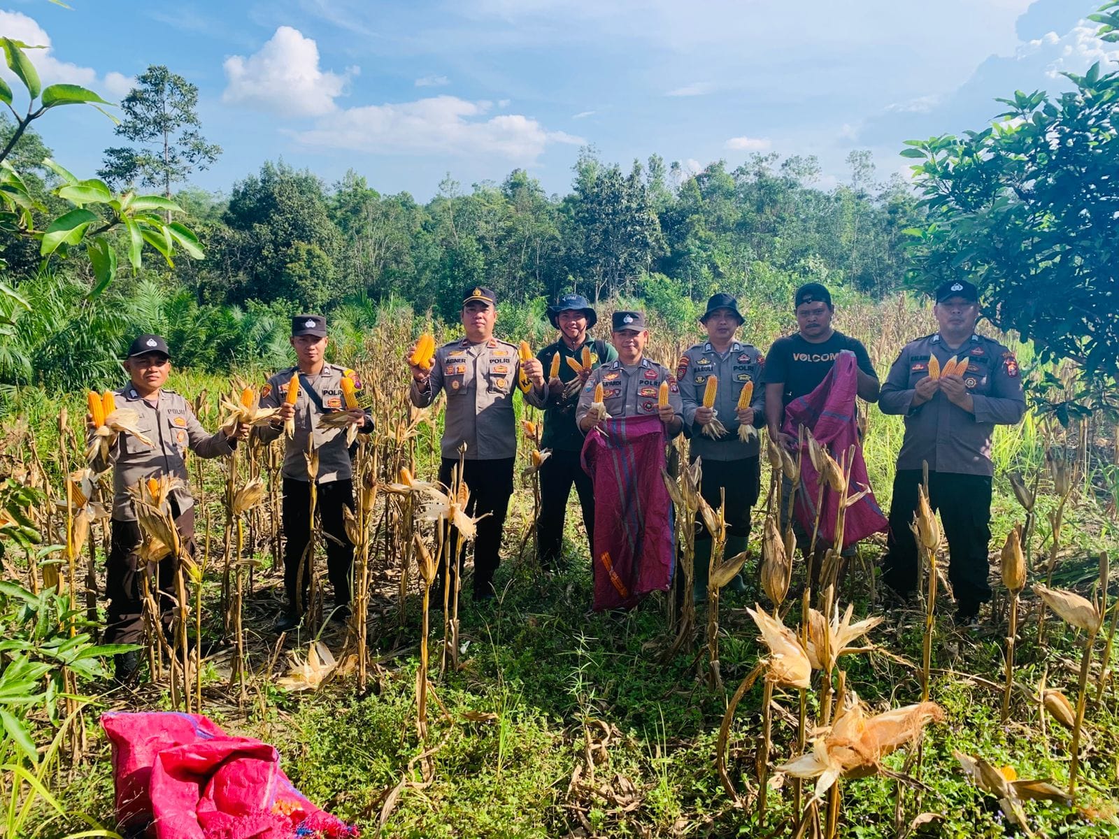 Perkuat Ketahanan Pangan Lokal, Polsek Sepang Sukses Panen Jagung di Lahan Binaan