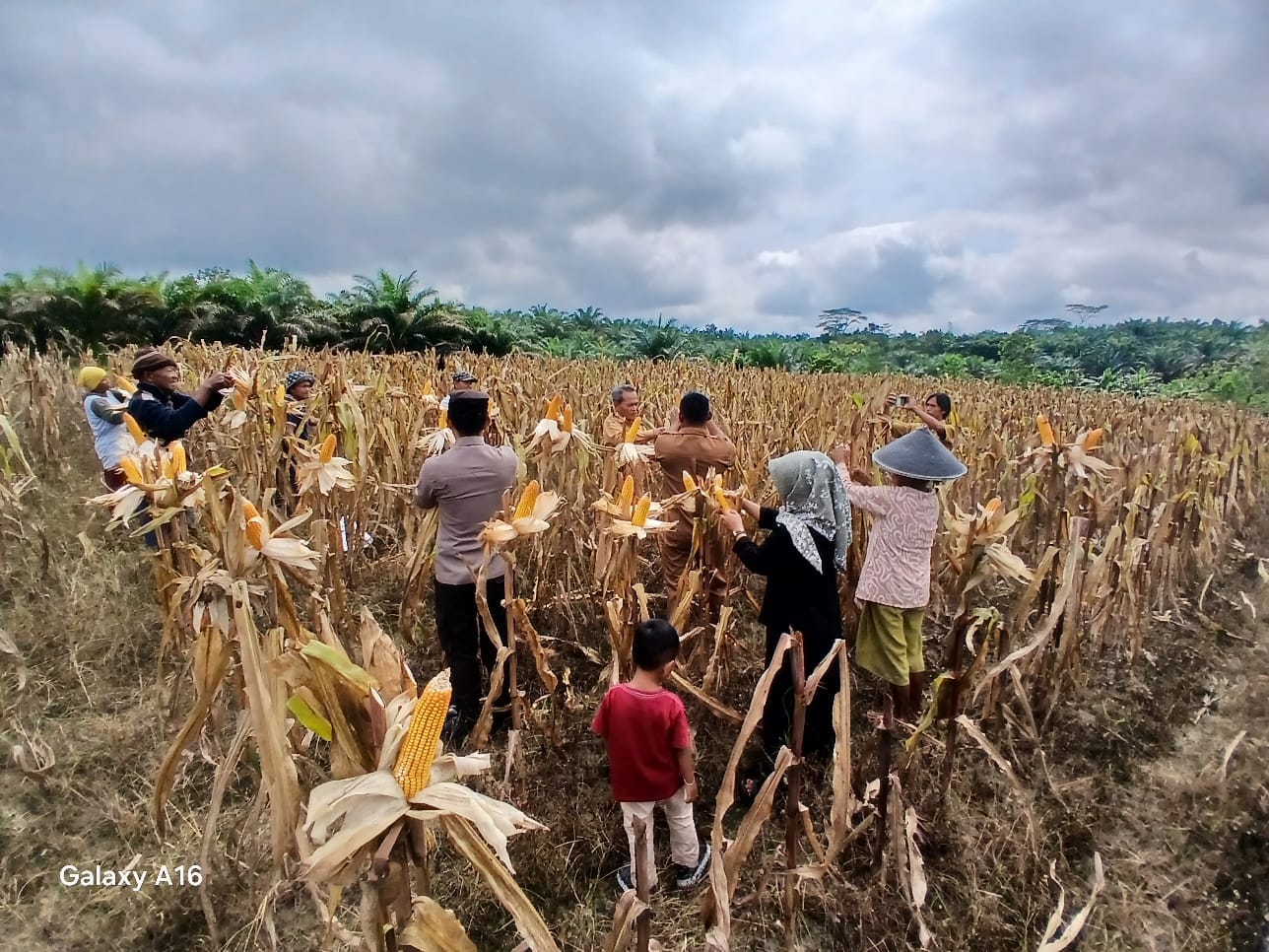 Dukung Ketahanan Pangan, Lahan Binaan Polsek Manuhing Sukses Panen Dua Ton Jagung
