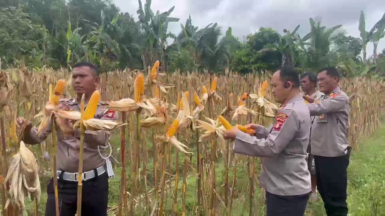 Pimpin Panen Jagung di Lahan Binaan Polri, Kapolres Gumas Dorong Pemberdayaan Ekonomi Lokal