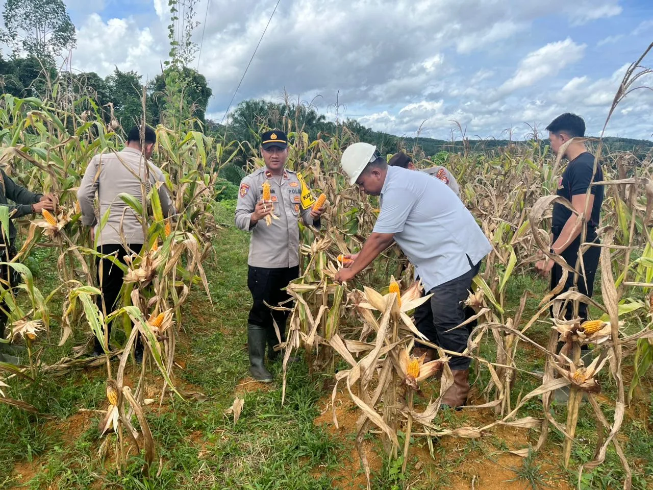 Polsek Kahut Jajaran Polres Gumas Panen 1 Ton Jagung di Lahan PT KAP