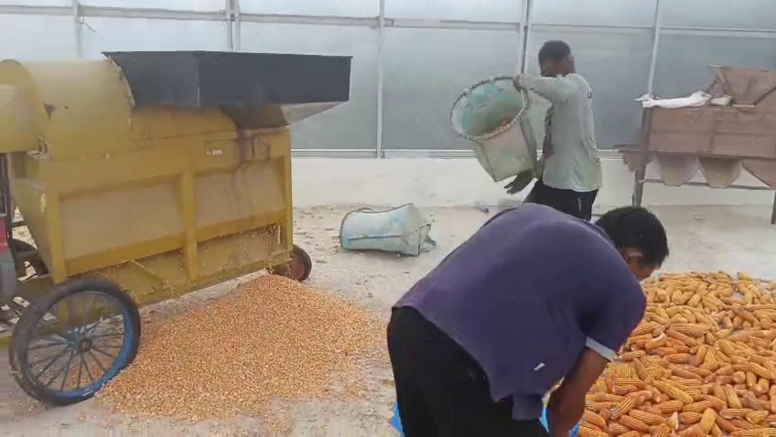 Polres Gumas dan Poktan Binaan Olah Dua Ton Jagung Hasil Panen dalam Mesin Pemipil