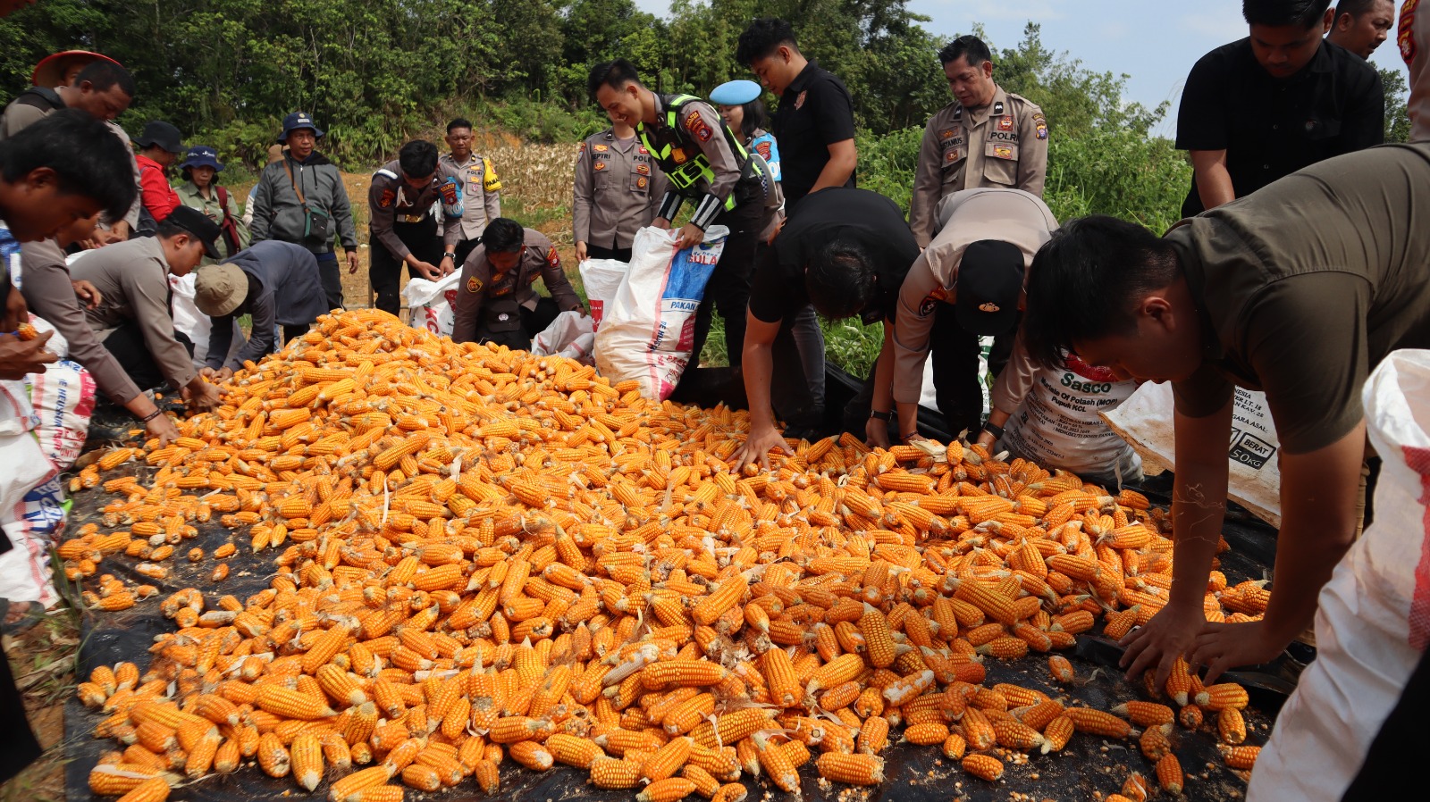 Manfaatkan Lahan Tidur, Kapolres Gunung Mas Pimpin Panen 1,2 Ton Jagung