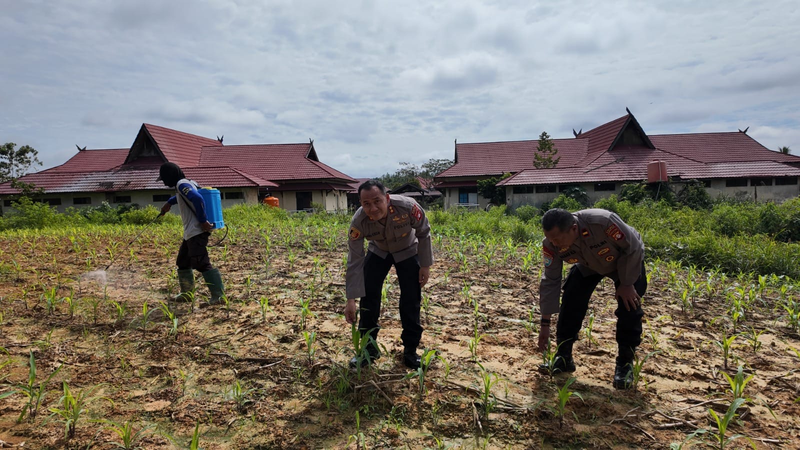 Kapolres Gunung Mas Tinjau Pertumbuhan Jagung di Lahan Satu Hektar