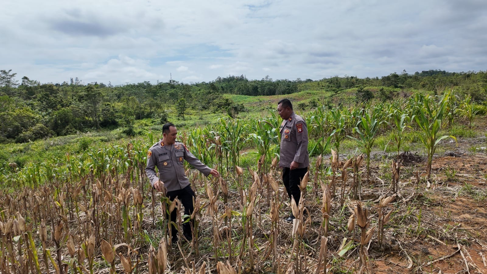 Kapolres Gumas Cek Kesiapan Panen Jagung Hibrida