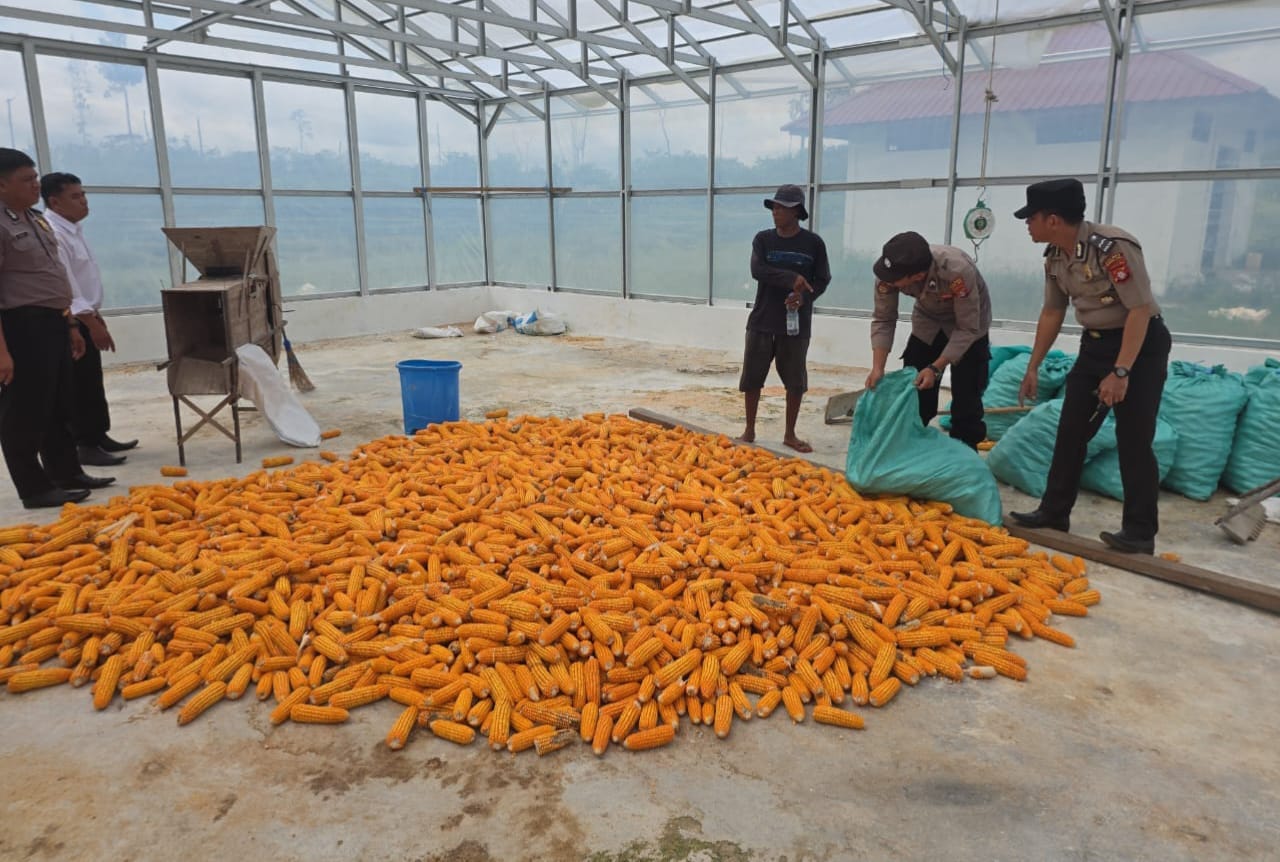 Polsek Kurun Panen Dua Ton Jagung di Lahan Desa Tanjung Riu