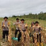 Polres Gunung Mas Panen Raya Jagung Serentak Kuartal IV