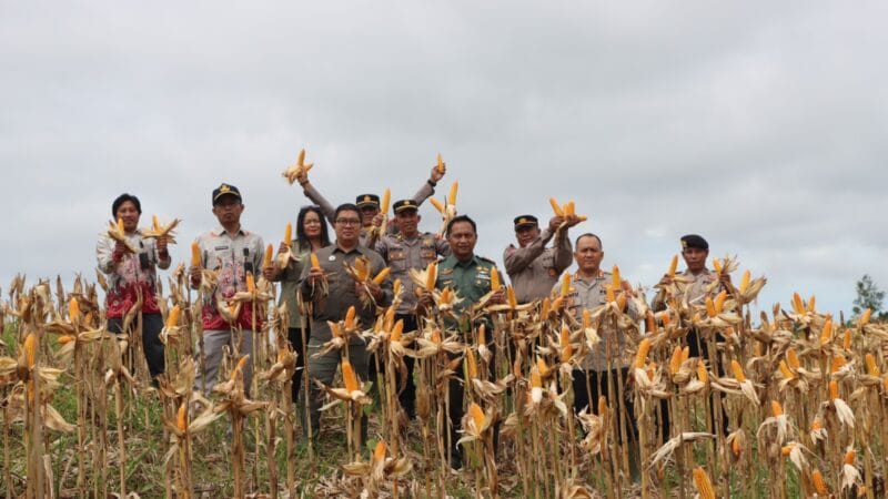Polres Gunung Mas Gelar Panen Raya Jagung Serentak Bersama Kapolri