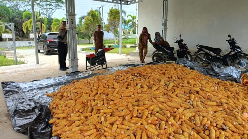 1,5 Ton Jagung Binaan Polsek Manuhing Masuk Tahap Pemipilan
