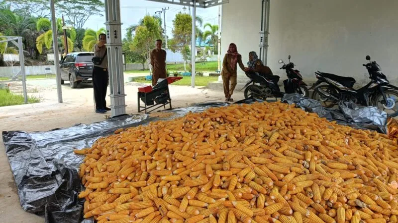 1,5 Ton Jagung Binaan Polsek Manuhing Masuk Tahap Pemipilan