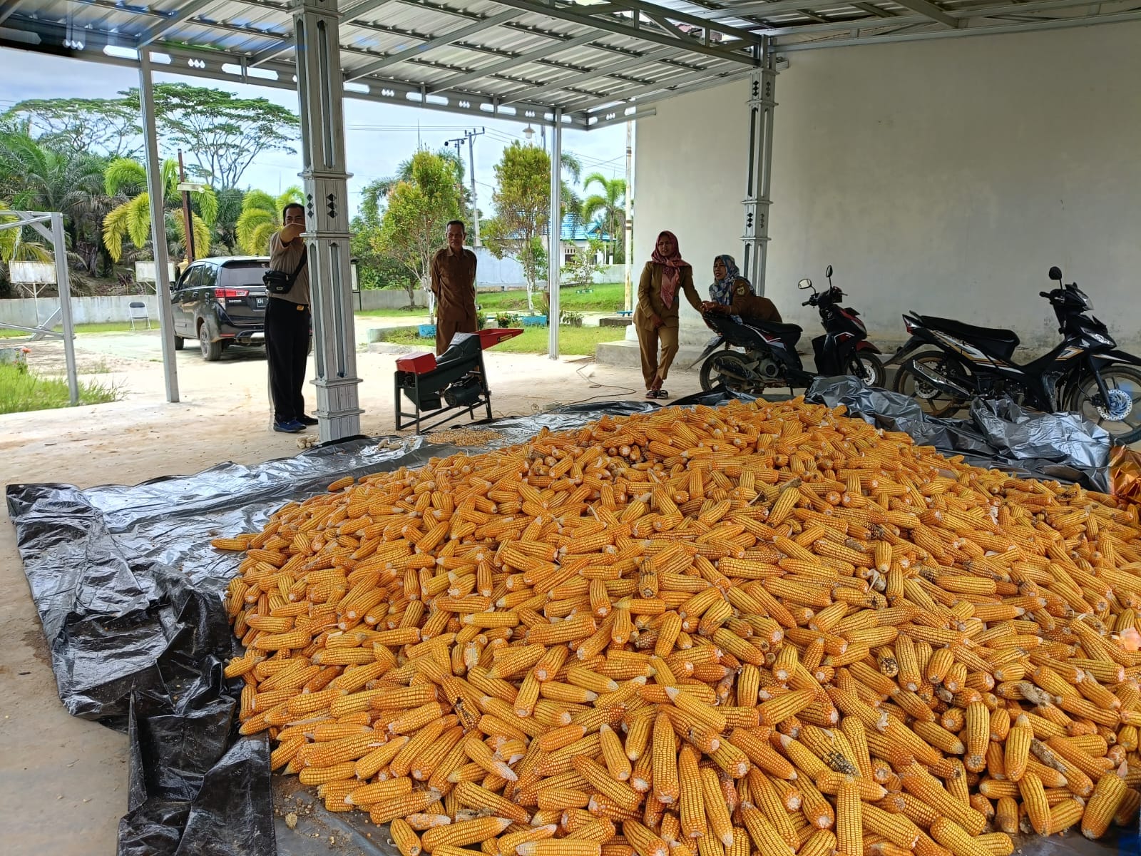 1,5 Ton Jagung Binaan Polsek Manuhing Masuk Tahap Pemipilan