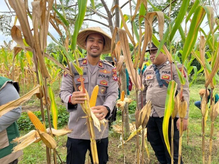 Polsek Tewah Panen Raya 850 Kilogram Jagung Hibrida