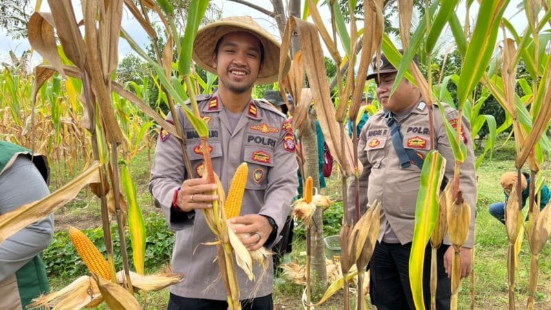 Polsek Tewah Panen Raya 850 Kilogram Jagung Hibrida