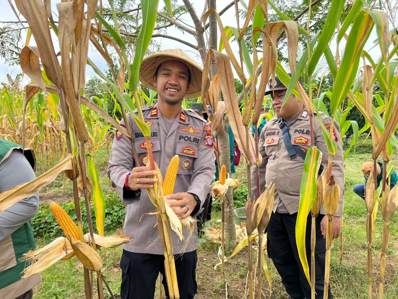 Polsek Tewah Panen Raya 850 Kilogram Jagung Hibrida