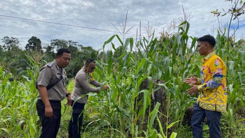 Kapolsek Rungan Pastikan Pertumbuhan Jagung Hibrida Tumbang Langgah Maksimal