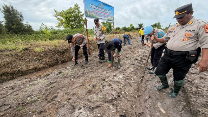 Optimalkan Lahan Kosong, Polsek Pahandut Kelola 2,5 Hektar Jagung