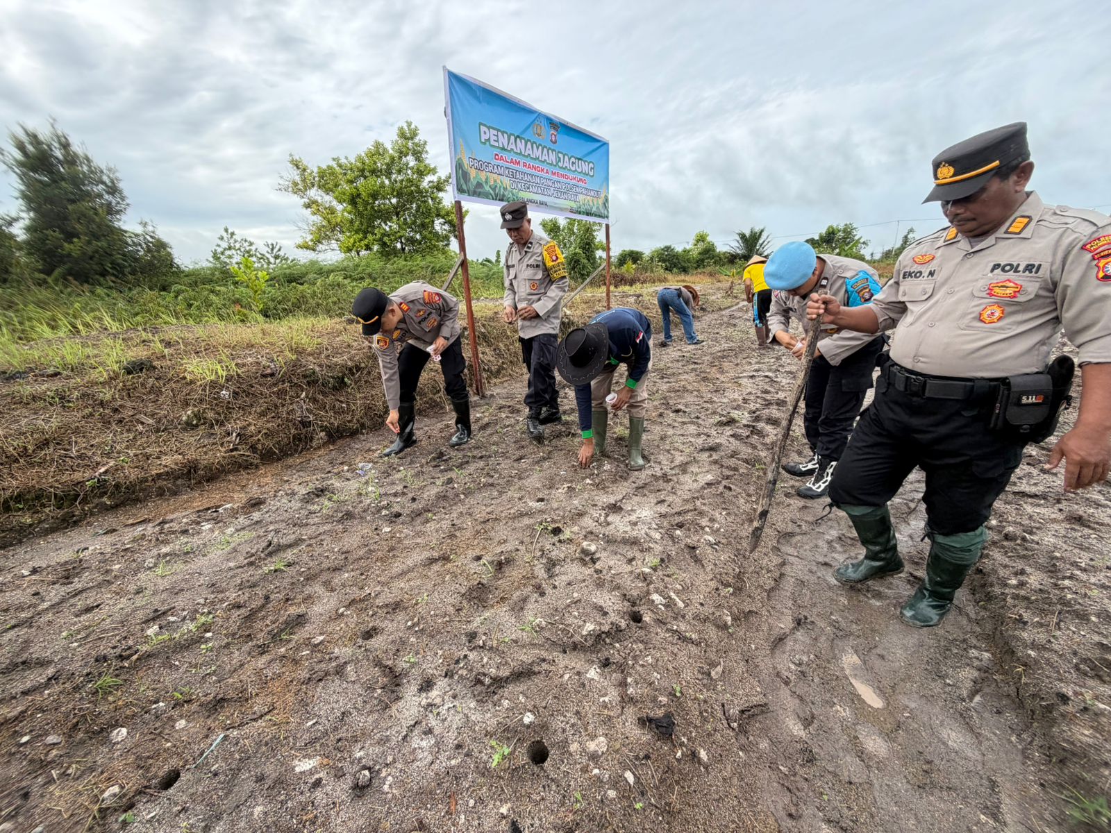 Optimalkan Lahan Kosong, Polsek Pahandut Kelola 2,5 Hektar Jagung