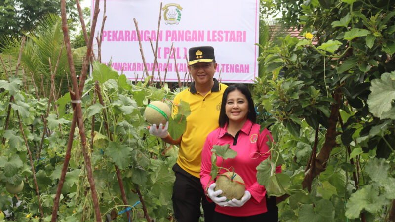 Bersama Bhayangkari, Kapolda Kalteng Panen Melon dari Program Pekarangan Pangan Lestari