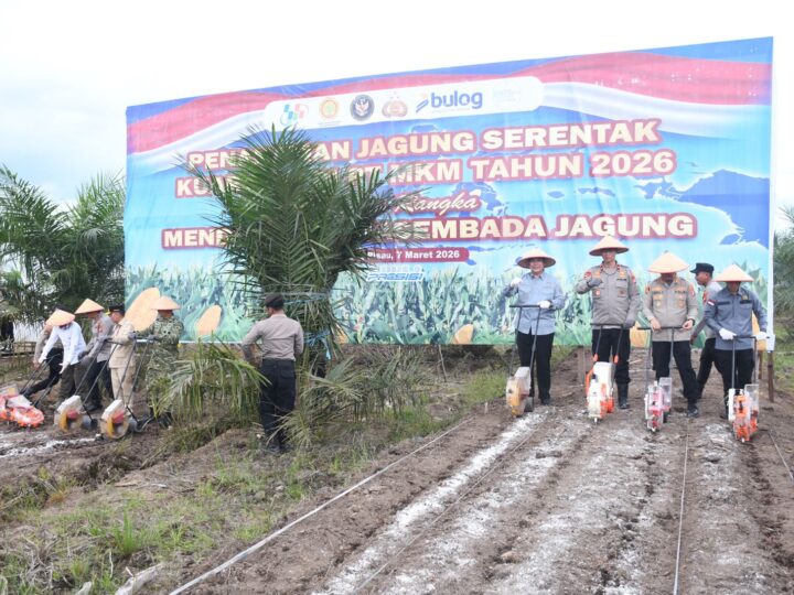Polda Kalteng Bersama PT MKM Tanam Jagung di Lahan Sawit, Dukung Ketahanan Pangan Nasional