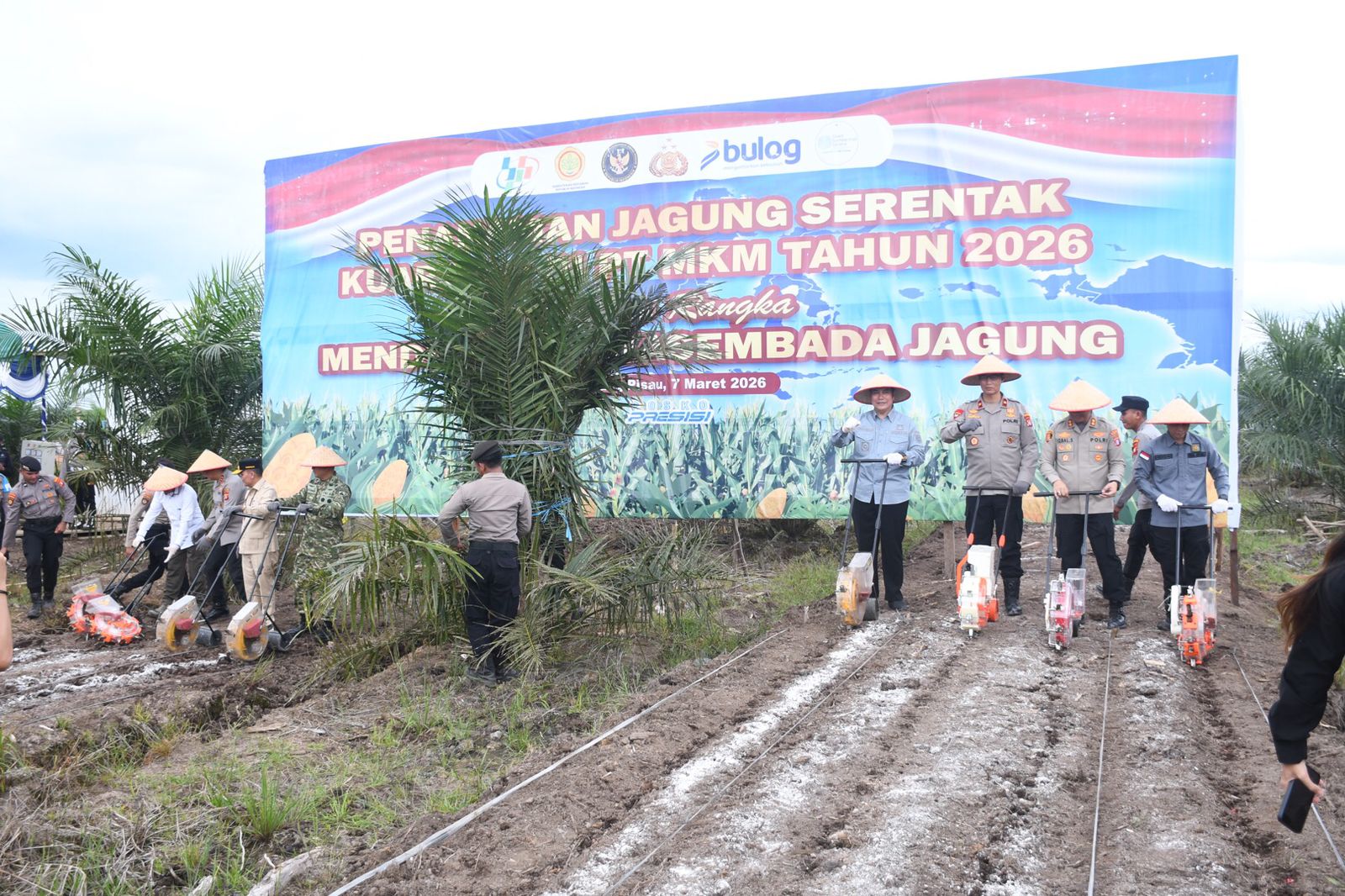 Polda Kalteng Bersama PT MKM Tanam Jagung di Lahan Sawit, Dukung Ketahanan Pangan Nasional