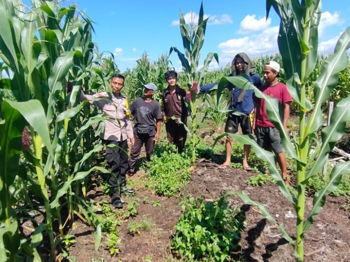 Dukung Ketahanan Pangan, Polisi Hadir di Tengah Petani Jagung Pahandut Katimpun