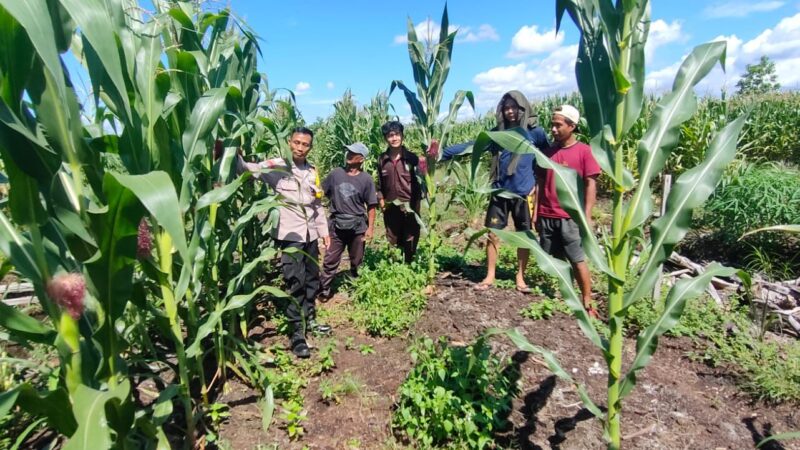 Dukung Ketahanan Pangan, Polisi Hadir di Tengah Petani Jagung Pahandut Katimpun