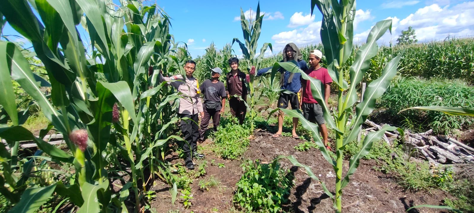 Dukung Ketahanan Pangan, Polisi Hadir di Tengah Petani Jagung Pahandut Katimpun