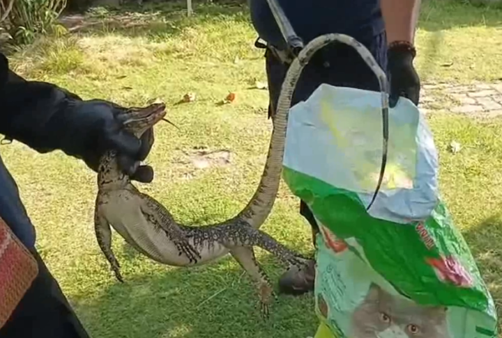 Damkar Palangka Raya Hadirkan Rasa Tenang, Evakuasi Biawak di Rumah Warga dan Ular di Kantor