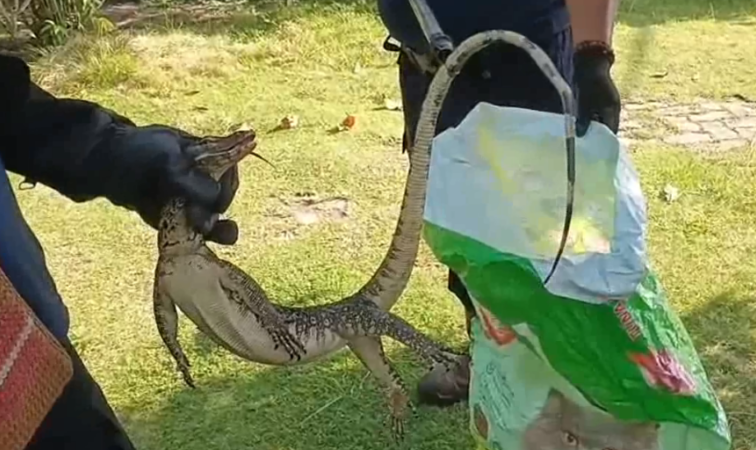 Damkar Palangka Raya Hadirkan Rasa Tenang, Evakuasi Biawak di Rumah Warga dan Ular di Kantor