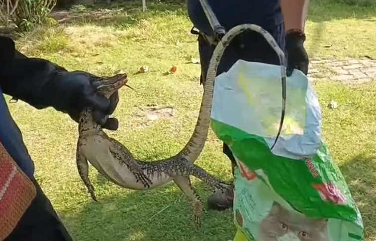 Damkar Palangka Raya Hadirkan Rasa Tenang, Evakuasi Biawak di Rumah Warga dan Ular di Kantor