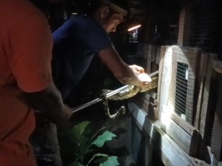 Ayam Jago Selamat dari Lilitan Piton, Warga dan Tim Rescue Berpacu dengan Waktu di Palangka Raya