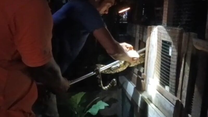 Ayam Jago Selamat dari Lilitan Piton, Warga dan Tim Rescue Berpacu dengan Waktu di Palangka Raya