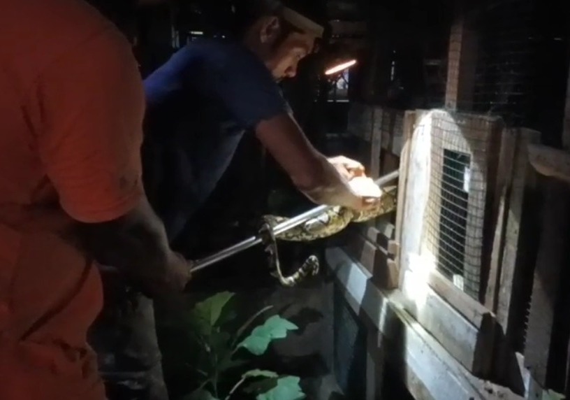 Ayam Jago Selamat dari Lilitan Piton, Warga dan Tim Rescue Berpacu dengan Waktu di Palangka Raya
